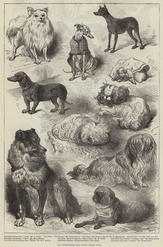 O Birmingham Dog Show, Prize Dogs de Harrison William Weir