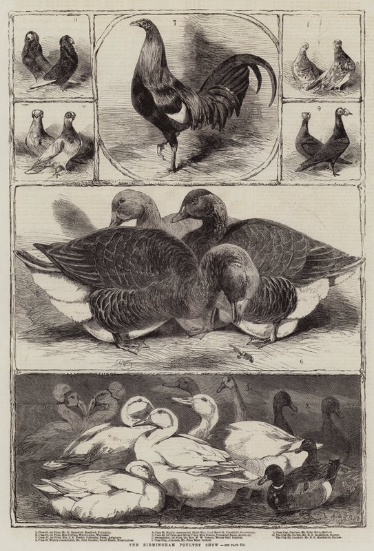 O show de aves de capoeira de Birmingham de Harrison William Weir
