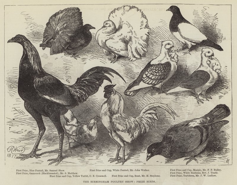 The Birmingham Poultry Show, aves do prêmio de Harrison William Weir