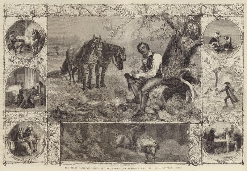 O Centenário das Queimaduras, Queimaduras no Campo Arado compondo seu Poema para uma Margarida da Montanha de Harrison William Weir
