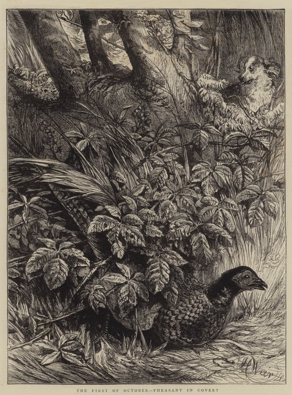 O primeiro de outubro, faisão em Covert de Harrison William Weir