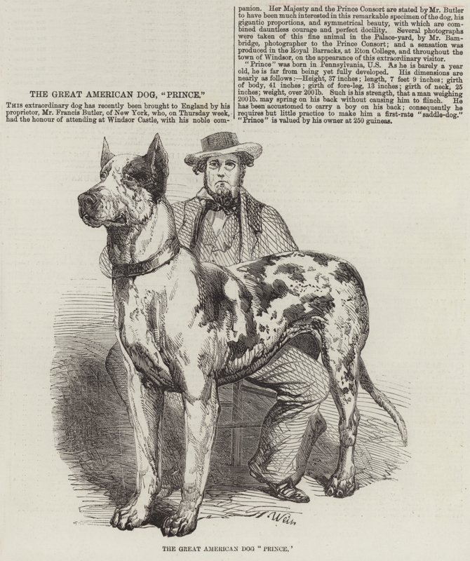 O grande cão americano príncipe de Harrison William Weir
