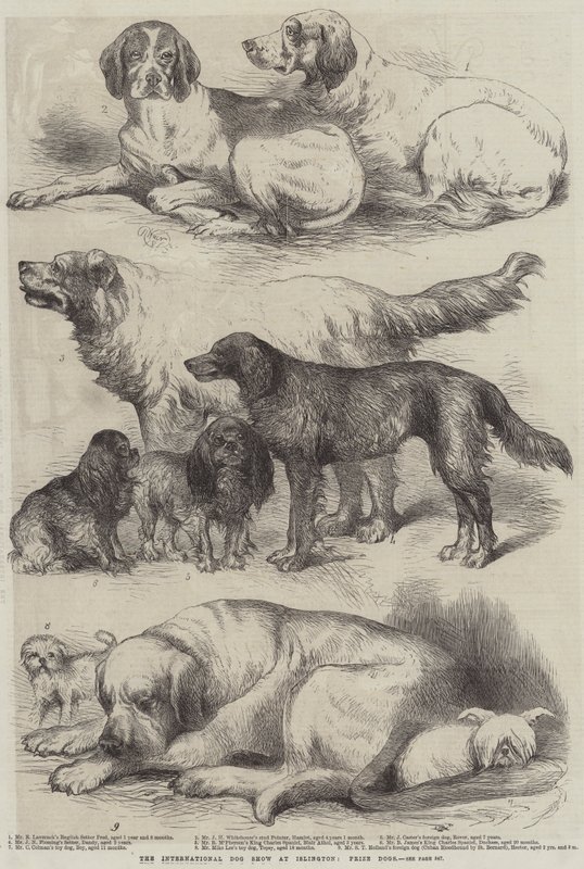 O International Dog Show em Islington, Prize Dogs de Harrison William Weir