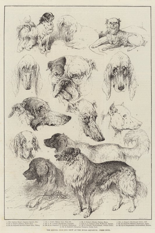 O Kennel Club Dog Show no Royal Aquarium, Prize Dogs de Harrison William Weir