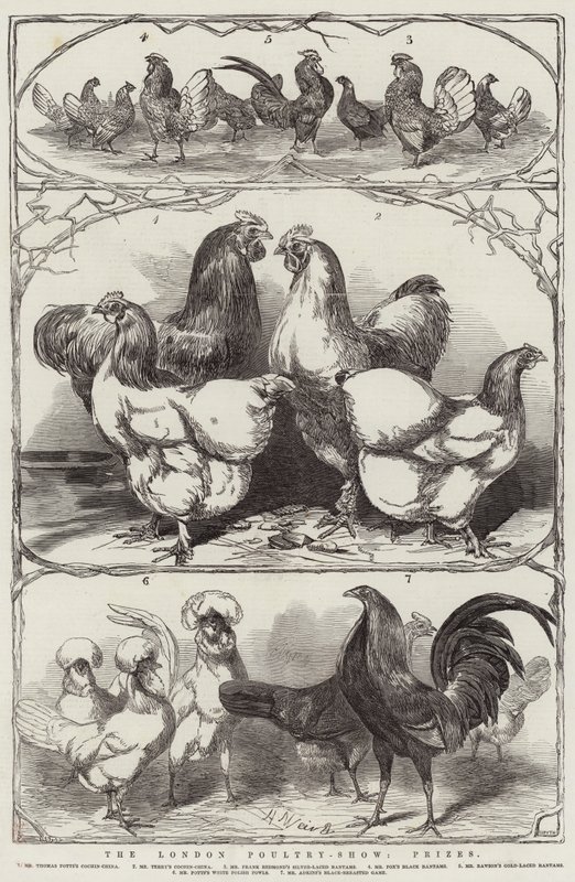 The London Poultry-Show, Prêmios de Harrison William Weir