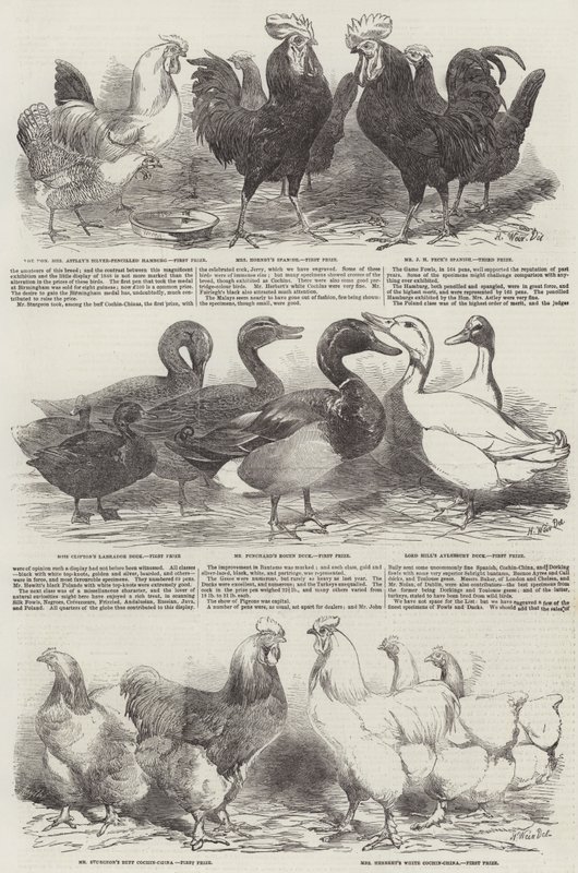 A exposição de aves de capoeira em Birmingham de Harrison William Weir