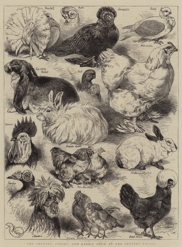 O Show de Aves, Pombos e Coelhos no Palácio de Cristal de Harrison William Weir