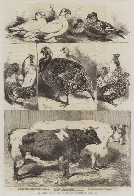 O show de aves e gado em Birmingham de Harrison William Weir