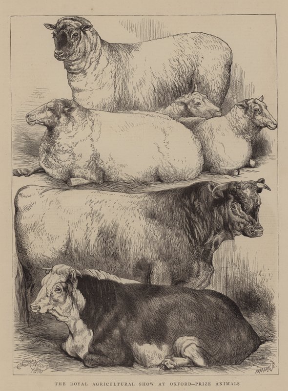 O Royal Agricultural Show em Oxford, Prize Animals de Harrison William Weir