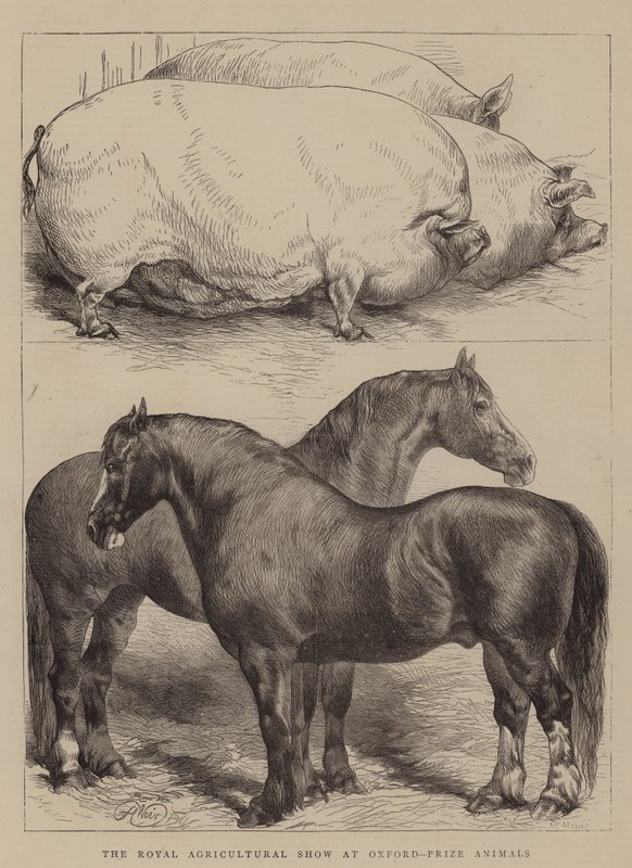 O Royal Agricultural Show em Oxford, Prize Animals de Harrison William Weir