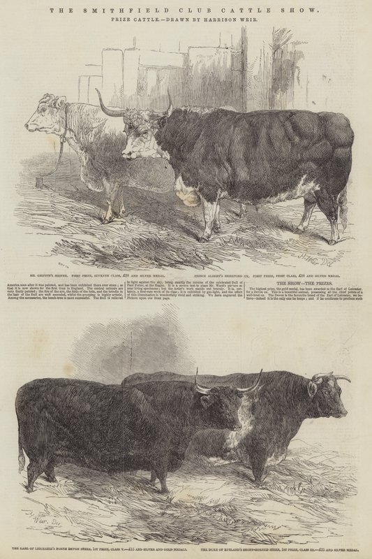 O Smithfield Club Cattle Show, gado premiado de Harrison William Weir