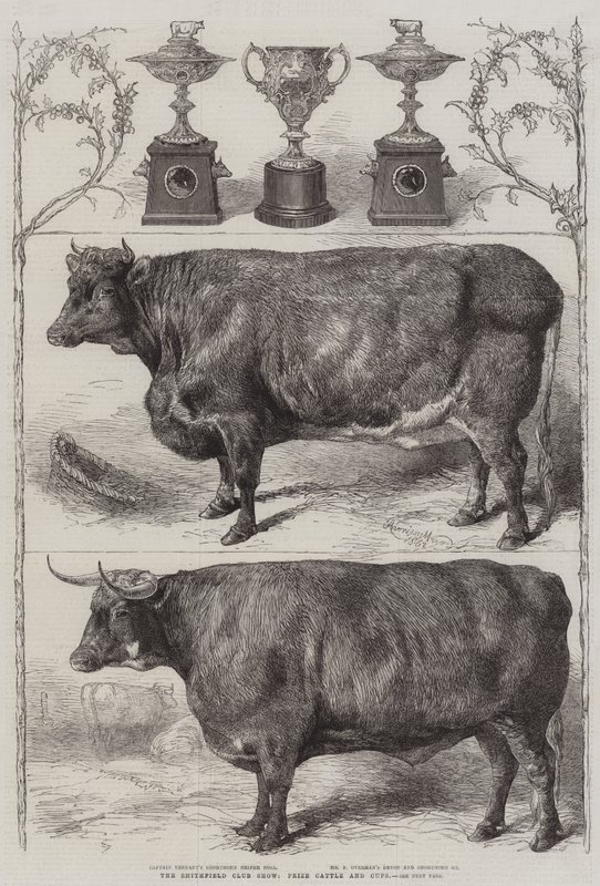 The Smithfield Club Cattle Show, gado premiado e copos de Harrison William Weir
