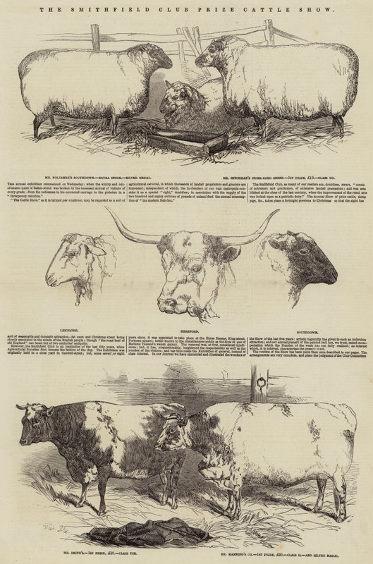 O programa de gado do Smithfield Club Prize de Harrison William Weir