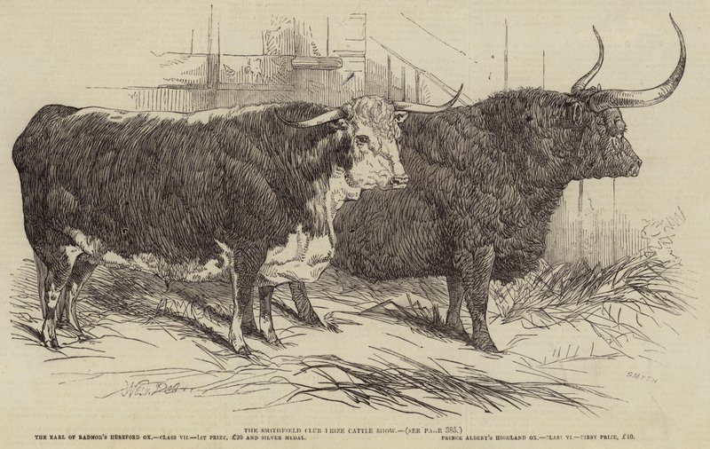 O programa de gado do Smithfield Club Prize de Harrison William Weir