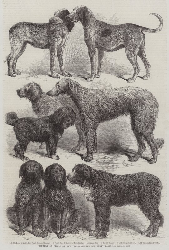 Vencedores de prêmios no International Dog Show, Paris de Harrison William Weir