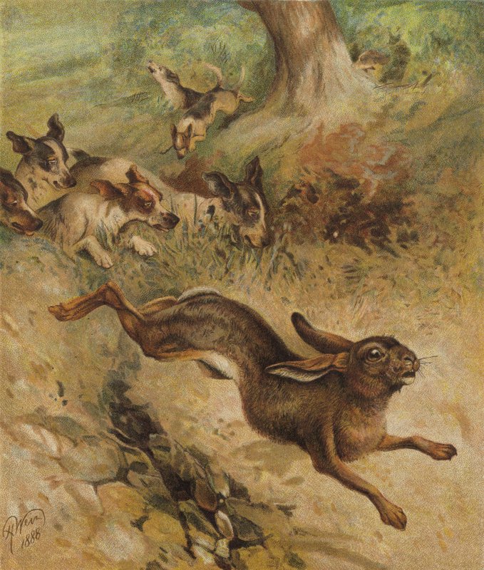 Uma corrida pela vida (cromolitro) de Harrison William Weir