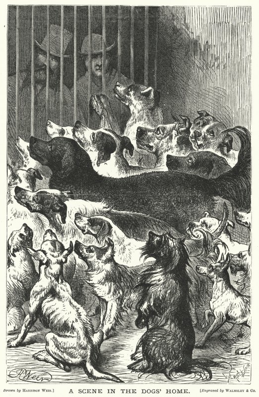 Uma cena na casa dos cães de Harrison William Weir