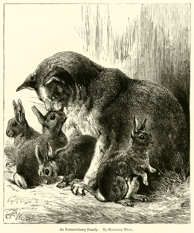 Uma família extraordinária de Harrison William Weir
