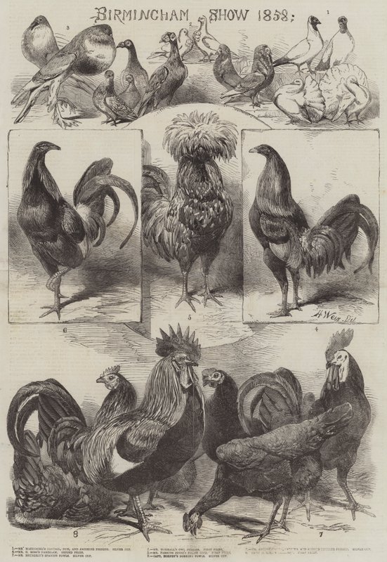 Birmingham Show 1858 de Harrison William Weir