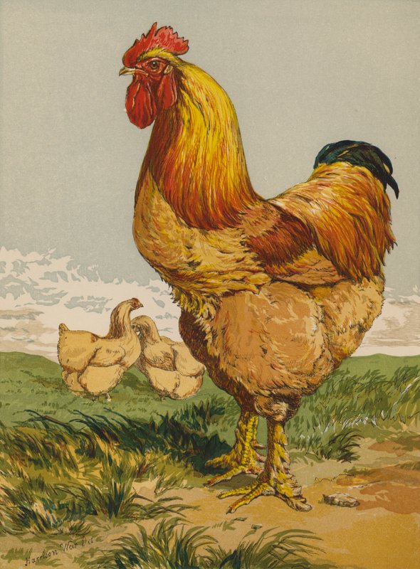 Buff Cochin Cock (chromolitho) de Harrison William Weir
