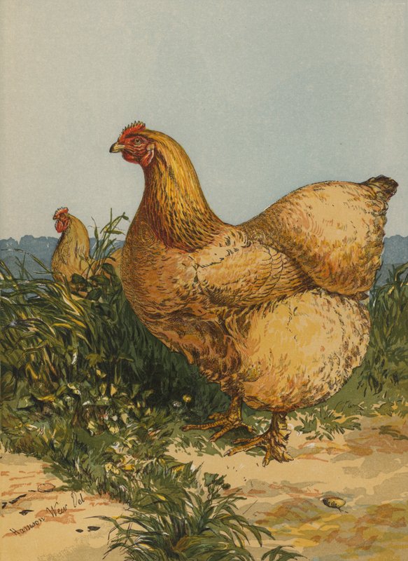 Buff Cochin Hen (chromolitho) de Harrison William Weir
