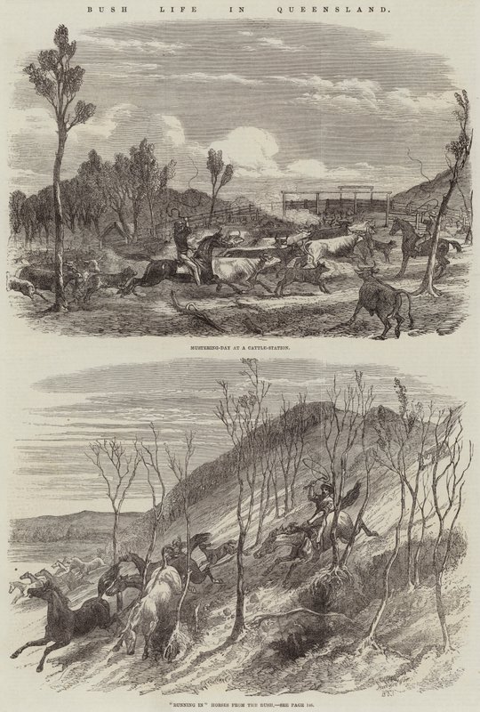 Vida de Bush em Queensland de Harrison William Weir