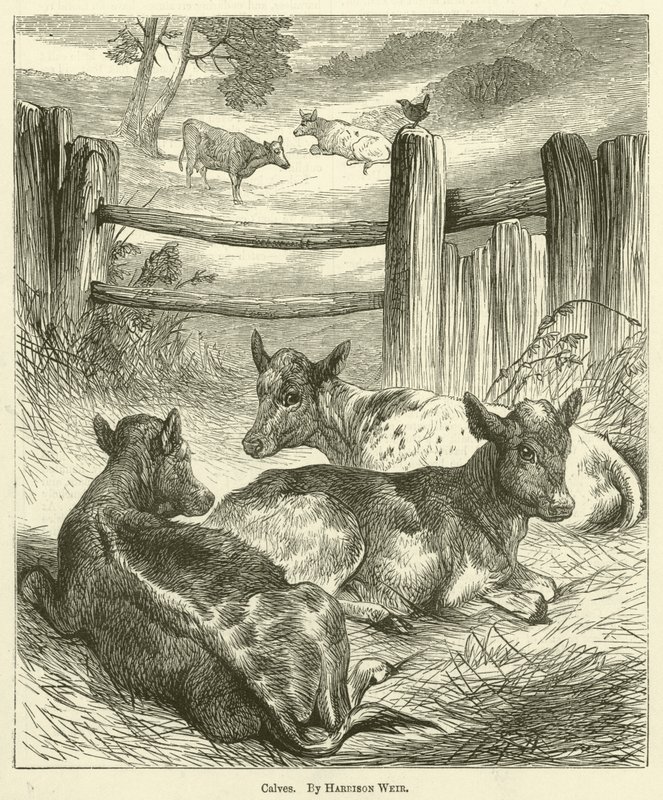 Bezerros de Harrison William Weir