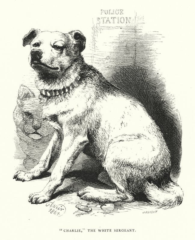 "Charlie", o sargento branco (gravura) de Harrison William Weir