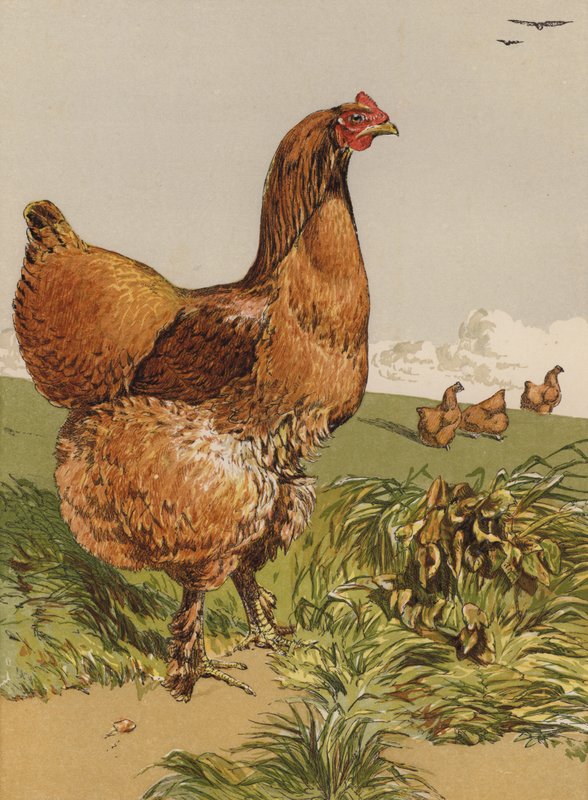 Canela Cochin Hen (chromolitho) de Harrison William Weir