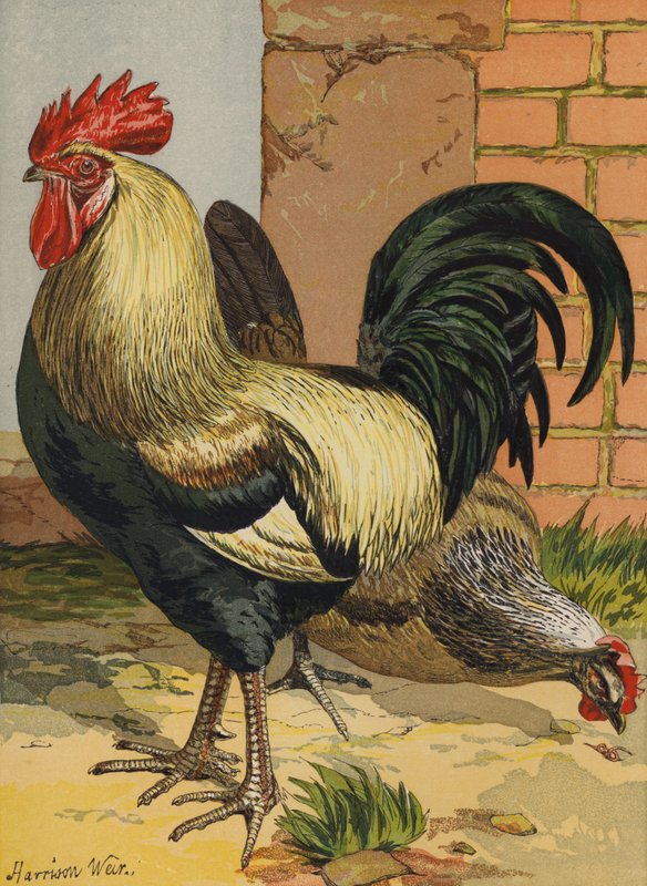Colorido Dorkings (chromolitho) de Harrison William Weir