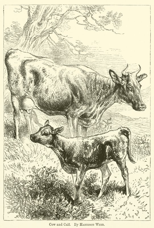 Vaca e bezerro de Harrison William Weir