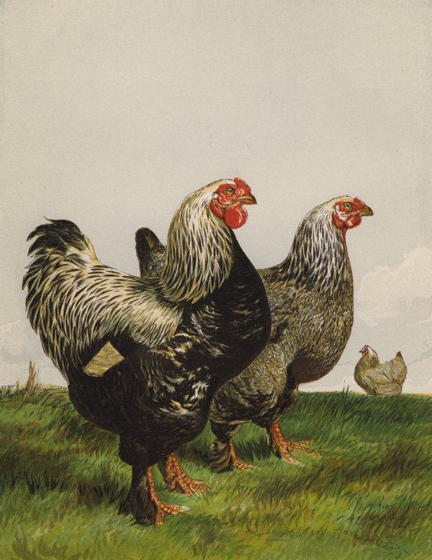 Brahmas Escuros (chromolitho) de Harrison William Weir