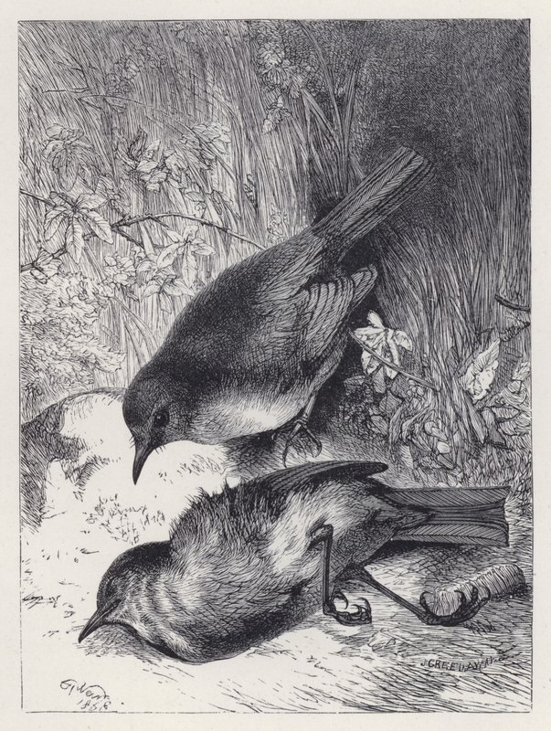 Morte do companheiro de Robin (gravura) de Harrison William Weir