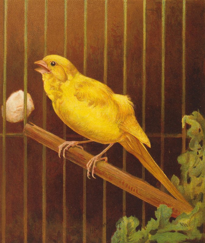 Dickie Bird (litografia a cores) de Harrison William Weir