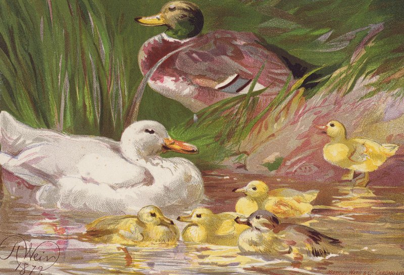Patos e patinhos (litografia a cores) de Harrison William Weir