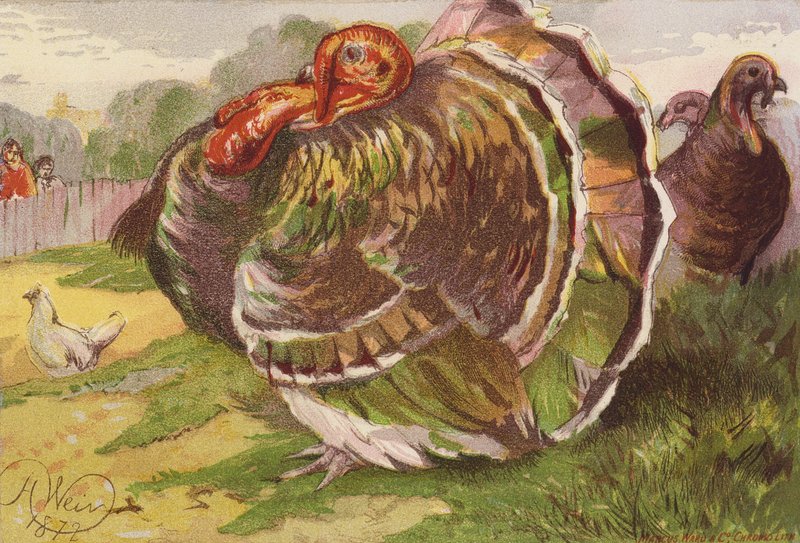 Galo de peru enfurecido (litografia a cores) de Harrison William Weir