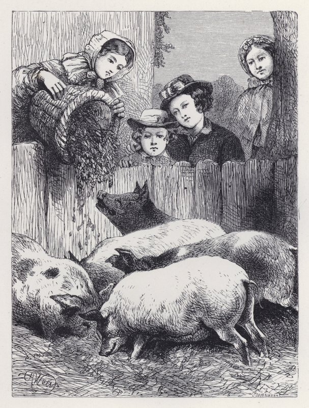 Alimentar os Porcos (gravura) de Harrison William Weir