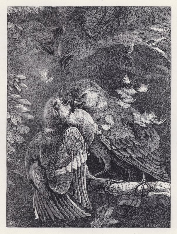 Luta entre um Tentilhão e um Pardal (gravura) de Harrison William Weir