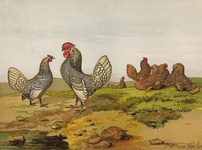 Bantams de Ouro e Prata (chromolitho) de Harrison William Weir