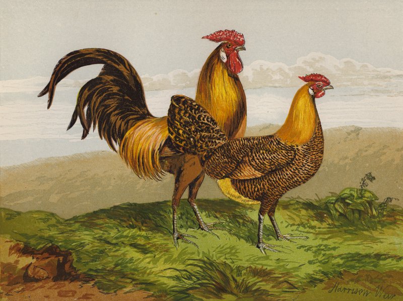 Hamburghs com Lapisado de Ouro (chromolitho) de Harrison William Weir