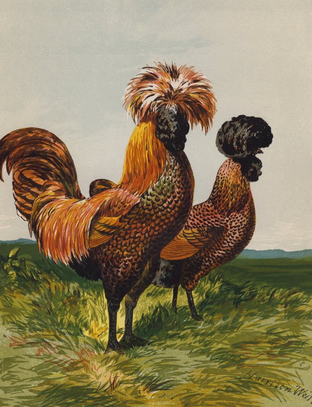 Polonês de Esponja Dourada (chromolitho) de Harrison William Weir