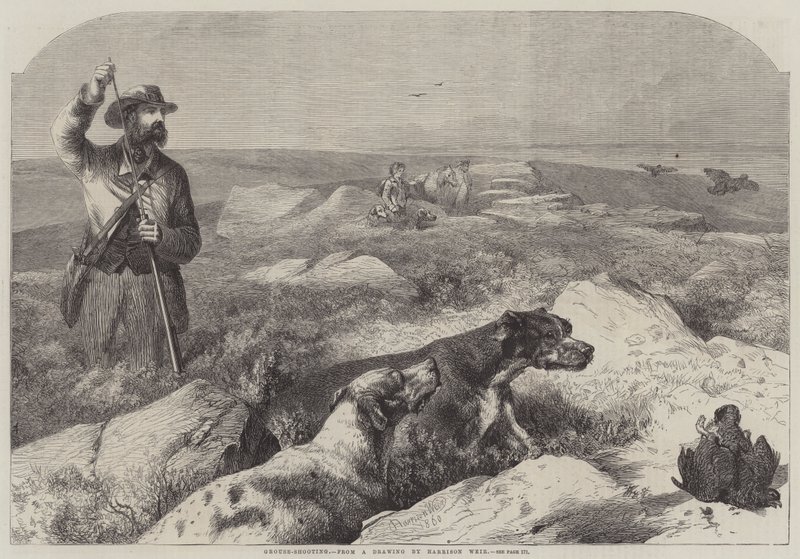 Grouse-Shooting (gravação) de Harrison William Weir