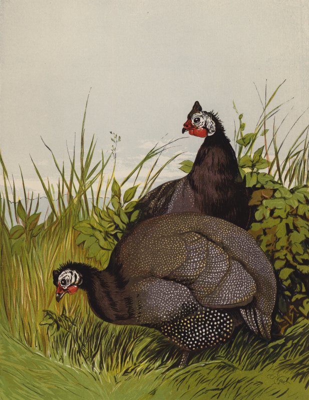 Galinhas da Guiné (chromolitho) de Harrison William Weir