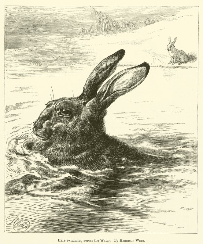 Lebre nadando pela água de Harrison William Weir