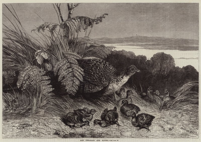 Galinha Faisão e Jovem de Harrison William Weir