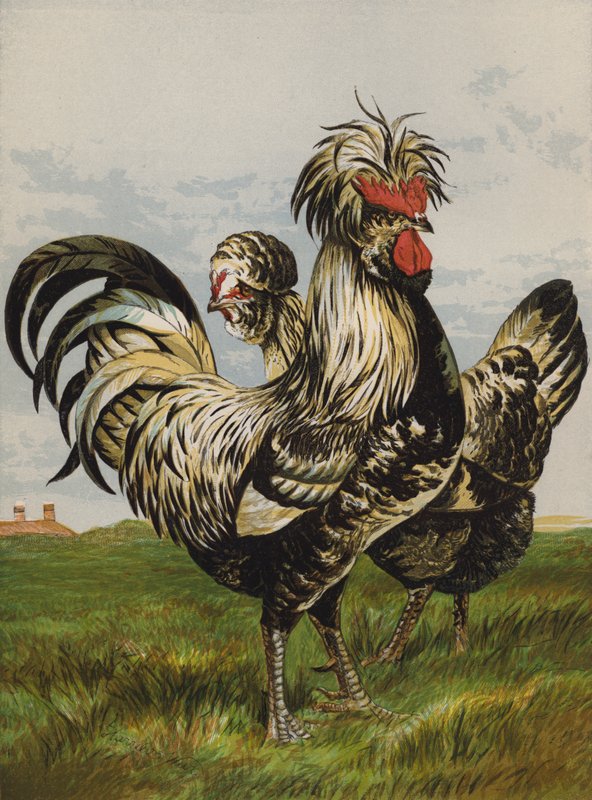 Houdans (chromolitho) de Harrison William Weir