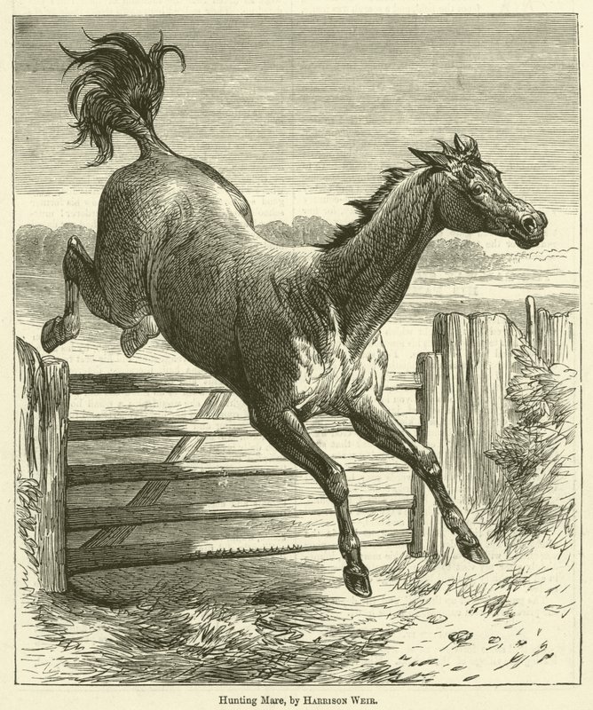 Égua de caça de Harrison William Weir