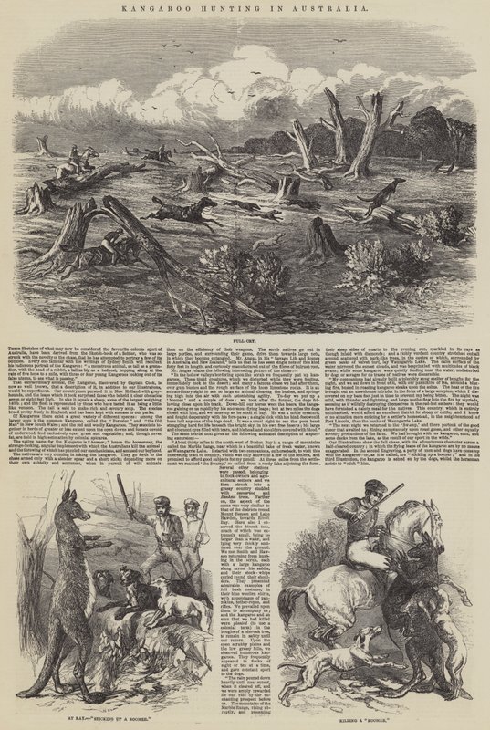 Canguru Caça na Austrália de Harrison William Weir