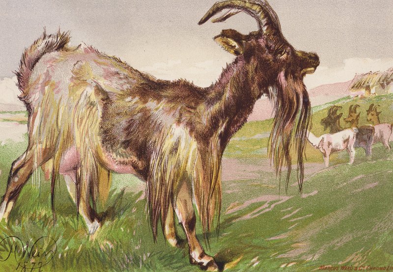 O animal selvagem de Katty (litografia a cores) de Harrison William Weir