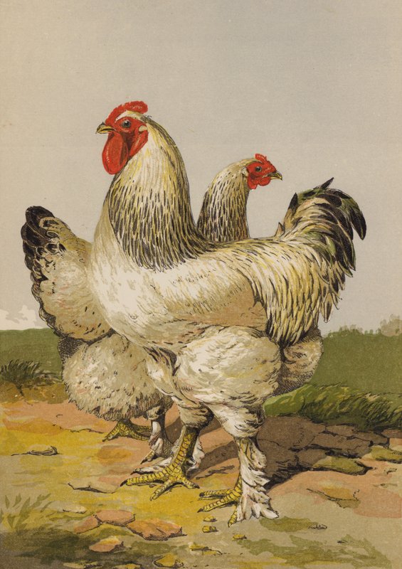 Brahmas leves (chromolitho) de Harrison William Weir